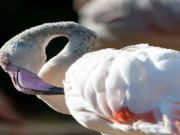 Joc Jigsaw de păsări Flamingo  on-line