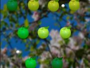 Joc Apple suculentă  on-line