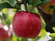 Joc Apple roșu copt pe un puzzle  on-line