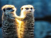 Joc Cuplu Meerkat Jigsaw  on-line