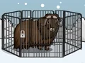 Joc Rescue The Musk Ox on-line