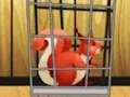Joc Rescue The Red Squirrel From Cage on-line