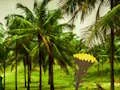 Joc Escape From Coconut Land on-line