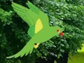 Joc Parrot Find The Nest on-line
