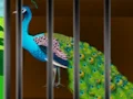 Joc Liberate the Caged Beauty on-line
