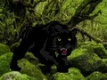 Joc Escape from Black Panther Forest on-line