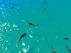 Joc Hungry Shark Hunt on-line