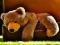 Joc Plush Teddy Bear on-line