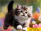 Joc Puzzle Sliding Kittens on-line