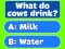 Joc Trivia! Best Family Quiz on-line