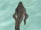 Joc Crocodile Simulator Beach Hunt on-line