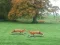 Joc Hunted Fox on-line