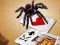 Joc Jumping Spider on-line