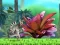 Joc King Julien: Schnapp' die Krone on-line
