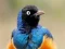 Joc Animal Puzzle: Wildlife & Logic on-line