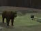 Joc Bear Den on-line