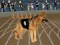 Joc Crazy Dog Racing Fever on-line