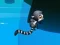 Joc Jungle Jump on-line