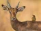 Joc Wild Deer Jigsaw on-line