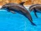Joc Sea Dolphin Jigsaw on-line