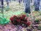 Joc Bernati Forest Adventure on-line