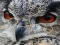 Joc Wild owl Jigsaw on-line