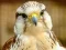 Joc Gyrfalcon Jigsaw on-line