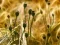 Joc Poppy Bud Jigsaw on-line
