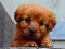 Joc Puppy Puzzle on-line