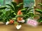 Joc Paw Patrol: Tracker's Jungle Rescue on-line