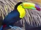 Joc Toucan Bird Jigsaw on-line