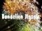 Joc Dandelion Jigsaw on-line