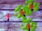 Joc Smash Ants on-line