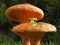 Joc Mushroom Plant Land Escape on-line