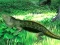 Joc Lizard Forest Escape on-line