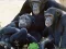 Joc Funny Chimpanzee Jungle Escape on-line