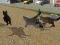 Joc Run Cat Cat Race on-line