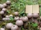 Joc Lycoperdon Mushroom Land Escape on-line