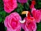 Joc Precious Rose Escape on-line