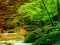Joc Peaceful Rainbow Forest Escape on-line