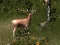 Joc Sniper Hunting Deadly Animal on-line
