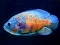 Joc Tiger Fish Jigsaw on-line
