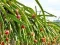 Joc Dragon Fruit Animal Escape on-line