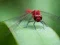 Joc Dragon Fly Jigsaw on-line