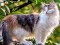 Joc Rotate Puzzle - Cats and Dogs on-line