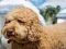 Joc Labradoodle Jigsaw on-line