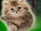 Joc Couple Kitten Escape on-line