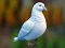 Joc Realistic Pigeon Rescue on-line
