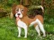 Joc Flower Garden Dog Escape on-line