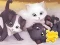 Joc Jigsaw Puzzle: Playing Cats on-line